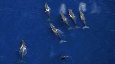 "These enormous aggregations
are new to science." - Secrets of the Whales