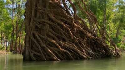 These exposed roots are evidence - Our Planet