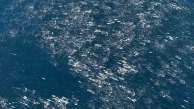 These extraordinary events are taking place far from land, - Our Planet
