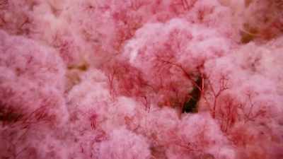 These feathery filaments
are their modified leaves, - The Green Planet