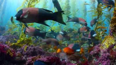 These fish and otters,
living within marine protected areas, - Our Planet