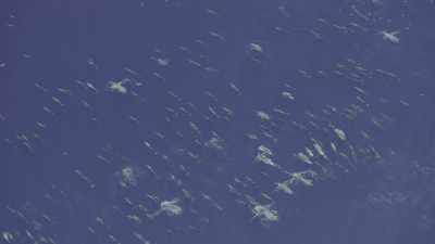 These fleeting events are becoming rarer - Oceans: Our Blue Planet