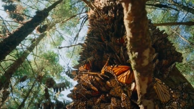 'These forests
are filled with monarchs every year, - A Year on Planet Earth