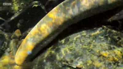 These four-foot-long monsters
may look like eels, - Wales: Land of the Wild