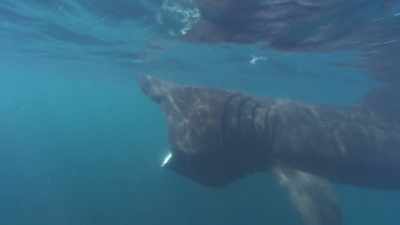 These gentle, gargantuan-jawed giants - Absurd Planet