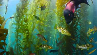 These giant algae
support a vibrant community. - Our Great National Parks