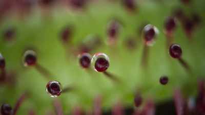These glistening globules are, - The Green Planet