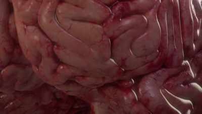 These grapelike bunches
of immune cells - Human: The World Within