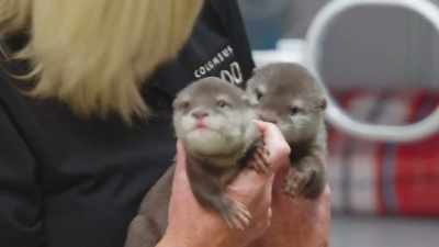 These guys are
gonna be ambassadors - Secrets of the Zoo