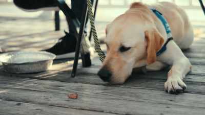 These guys want it.
There's no denying that. - Inside the Mind of a Dog