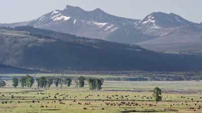 These herds once became
so numerous, - Epic Yellowstone