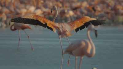These hypersaline waters
keep many predators at bay... - Planet Earth III