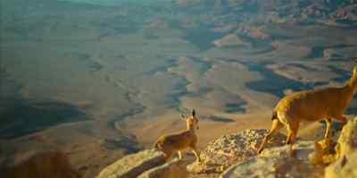 These ibex
are heading up... and out. - Evolution Earth