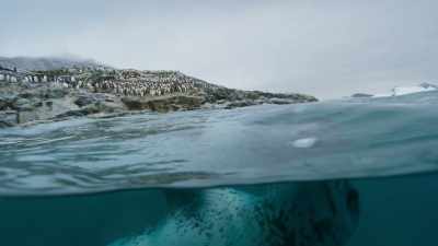 These icy conditions help it to hunt. - Seven Worlds, One Planet