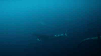 These individuals may be related, - Prehistoric Planet