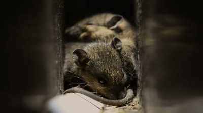 These killer, monster, hungry,
cannibal rats. - Mysteries of the Deep