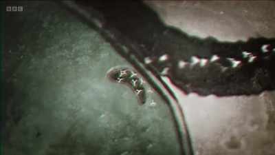 These latch on to the invading
pathogen, effectively smothering - The Human Body: Secrets of Your Life Revealed