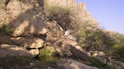 These leopards have always been rare, - Our Planet
