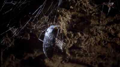 These lines are under tension,
they're spring-loaded, - Micro Monsters with David Attenborough