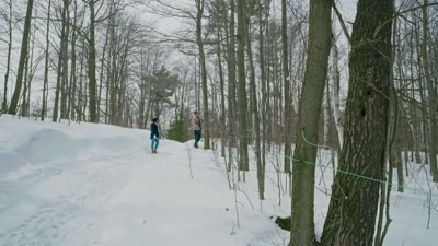 These lines carry
sap from the trees - Sappy Holiday