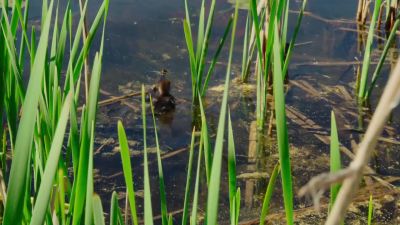 These little ducklings face many challenges ahead. - Tiny World