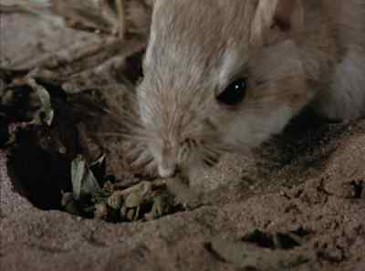 These little fellows have
some rather unusual habits. - The Living Desert