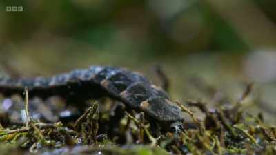These little insects might
be slow... - Wild Isles