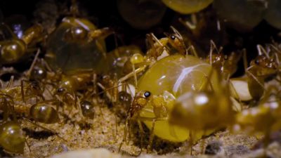 These living storage containers can hardly move... - Tiny World