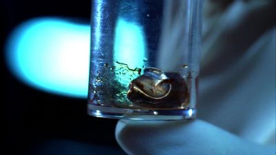 These look authentic. - CSI: Crime Scene Investigation