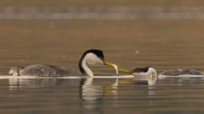 These lovers will dance together
until the season's end. - The Secret Lives of Animals