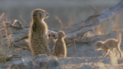 These meerkat pups are just five weeks old. - Hostile Planet