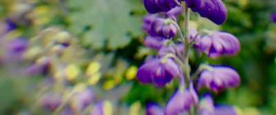 These monkshood,
so beautiful and poisonous, - This Beautiful Fantastic