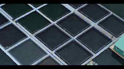 These nets contain 14 million young salmon - Our Oceans