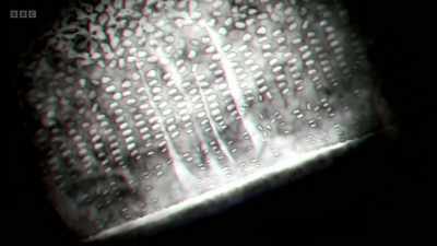 These new cells push the older cells
toward the centre, - The Human Body: Secrets of Your Life Revealed