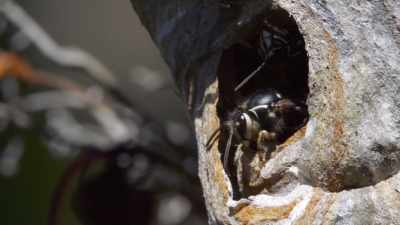 These next critters
are worldwide prizefighters. - Absurd Planet