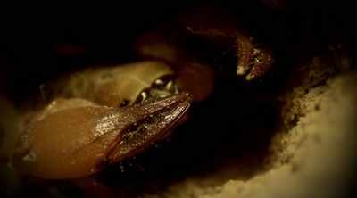 These nocturnal
hunters use powerful pincers - Kings of Pain