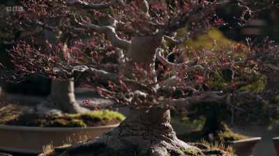 These, of course, are bonsai. - The Art of Japanese Life