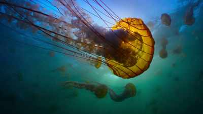These otherworldly creatures
drift until they find the plankton blooms. - Our Great National Parks