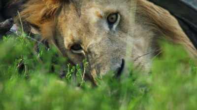 These parents have successfully raised
the next generation - Dynasties