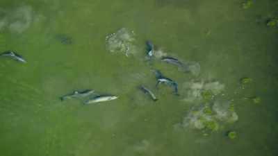 These particular dolphins - Our Planet