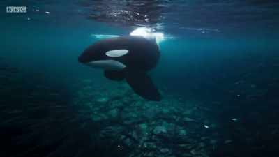 These particular orca, however,
are fish-hunting specialists. - Planet Earth: A Celebration
