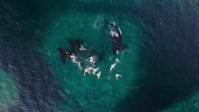 These particular orca, however, - Blue Planet II