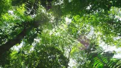 These precious, energy-packed
leaves attract predators... - The Green Planet