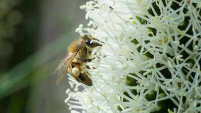 These produce thousands
of tiny white flowers, - The Green Planet