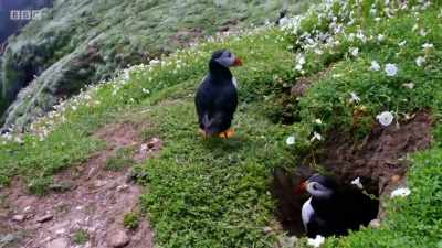 These proud puffins
have just become parents. - Wales: Land of the Wild