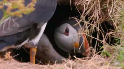 These puffins will have to run
this gauntlet at least six times - Wales: Land of the Wild