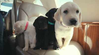 These pups
are flying 2,500 miles - Inside the Mind of a Dog
