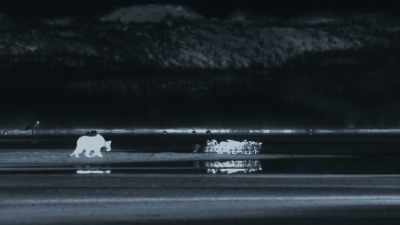 These roosting cormorants
are sitting ducks - Planet Earth III