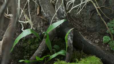 These roots can grow up to
2.5cm a day. - The Green Planet