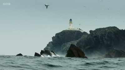 These rough waters are patrolled
by our largest marine predator. - Wild Isles